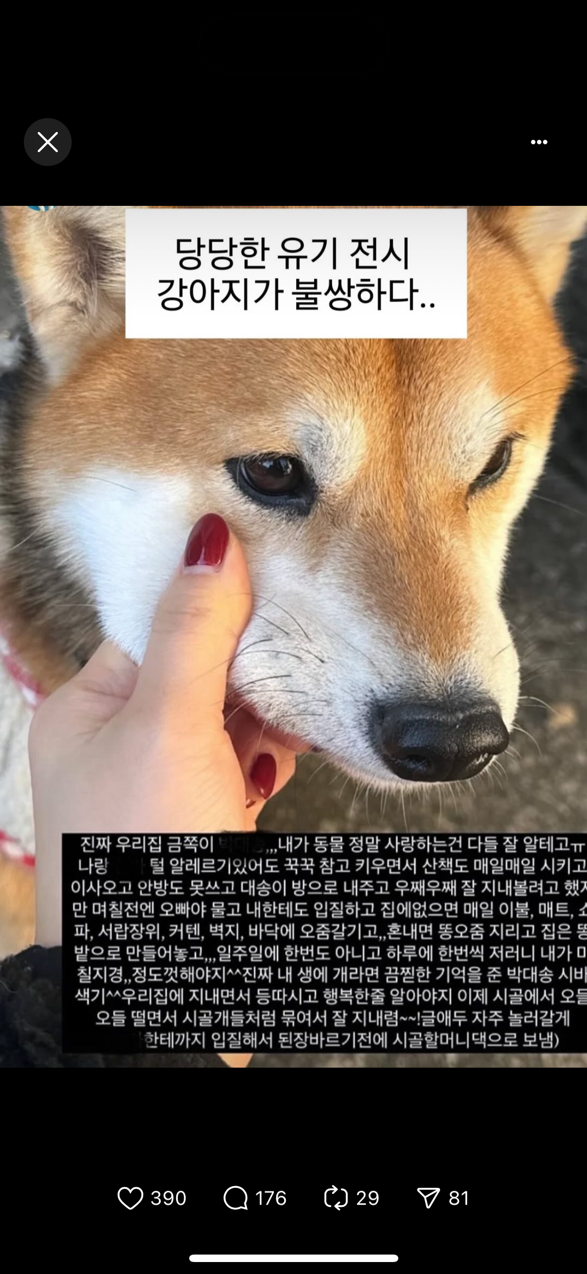 sns로 시바견을 확대 방치 정황이 보여 신고합니다