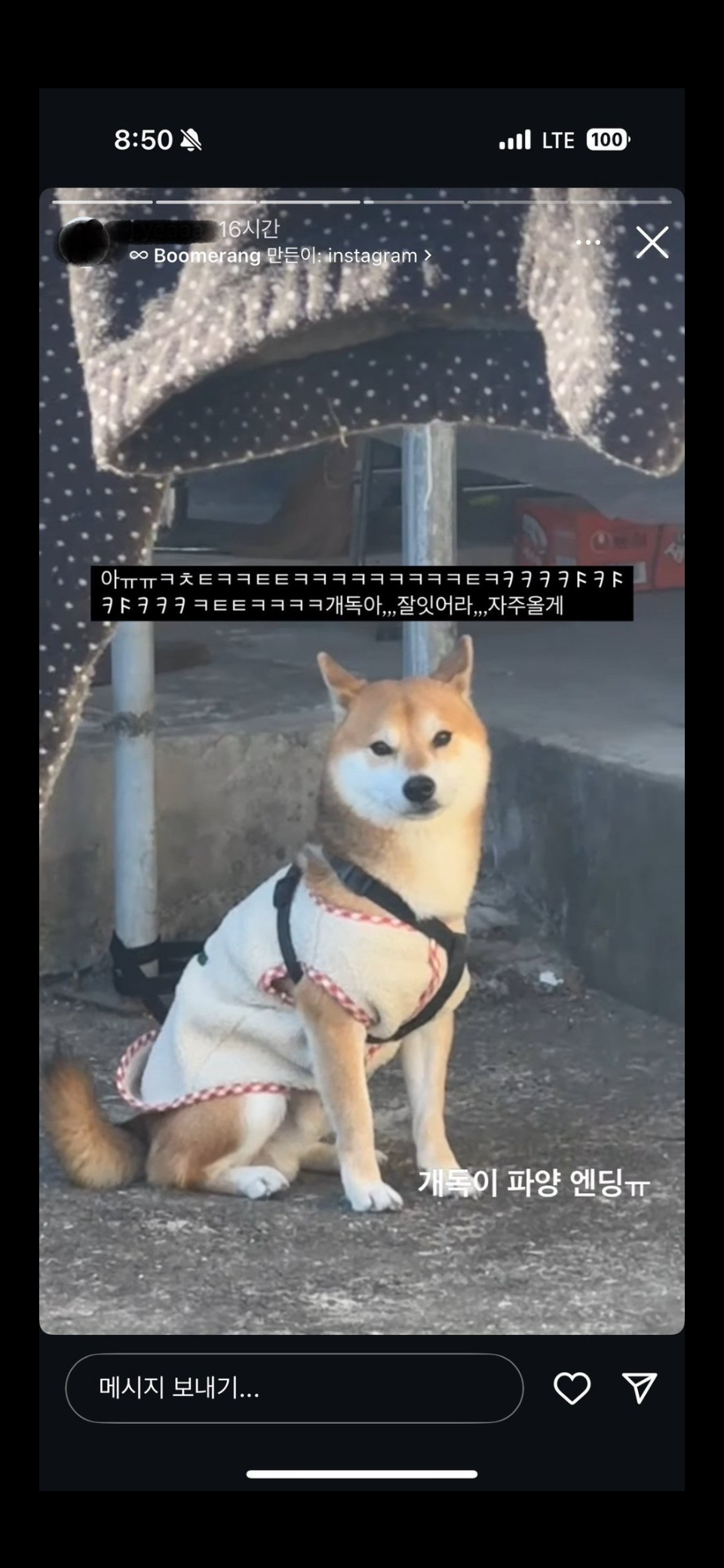 인플루언서가 SNS에 시바견 파양 전시했습니다. 야외에 묶여있는 아이를 구조해주세요