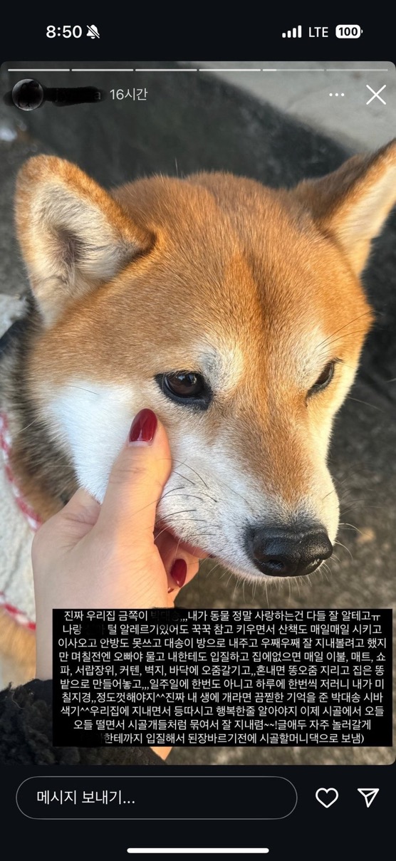 애완동물 시바견 학대, 파양한 인플루언서