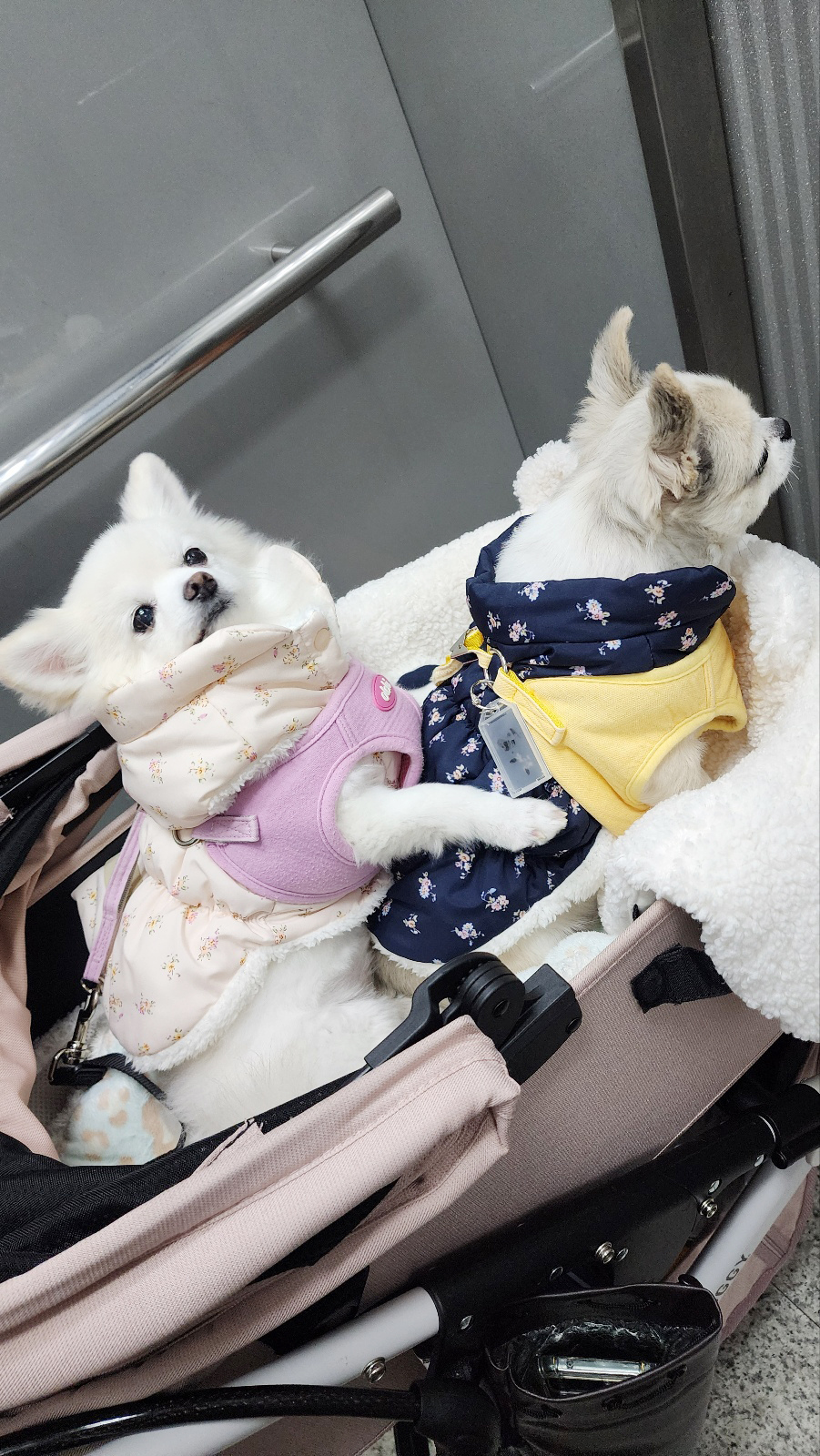뽀노 잘지내고 있어요 ~ with 다온이(짹짹이)랑요!!