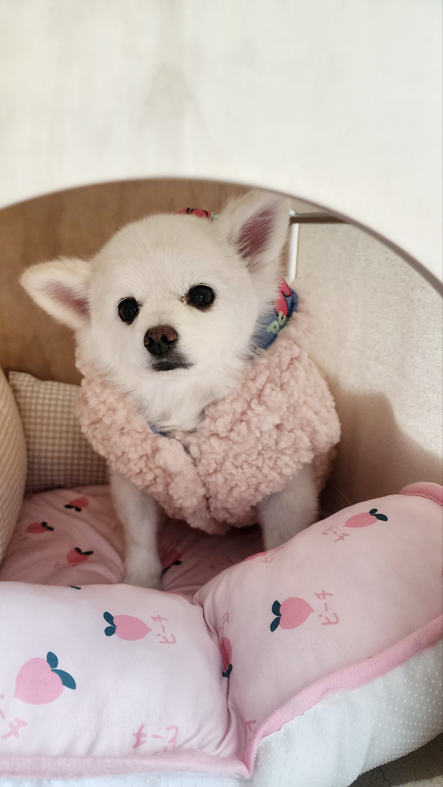 뽀노 잘지내고 있어요 ~ with 다온이(짹짹이)랑요!!