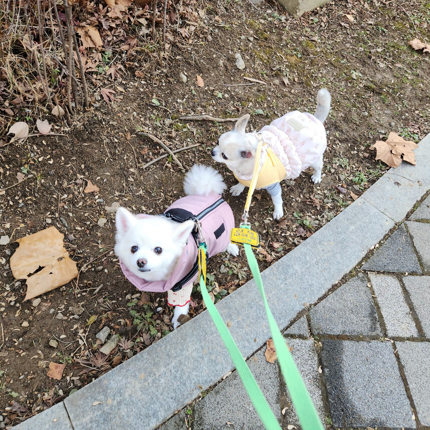 뽀노 잘지내고 있어요 ~ with 다온이(짹짹이)랑요!!