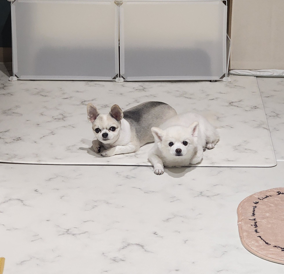 뽀노 잘지내고 있어요 ~ with 다온이(짹짹이)랑요!!