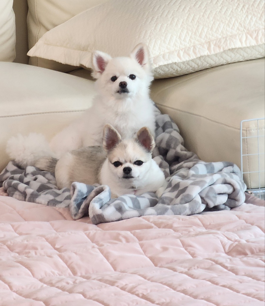 뽀노 잘지내고 있어요 ~ with 다온이(짹짹이)랑요!!