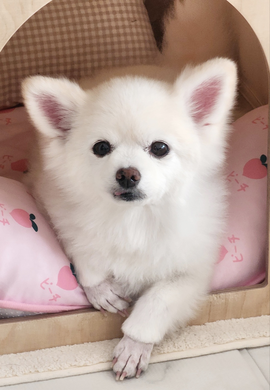 뽀노 잘지내고 있어요 ~ with 다온이(짹짹이)랑요!!