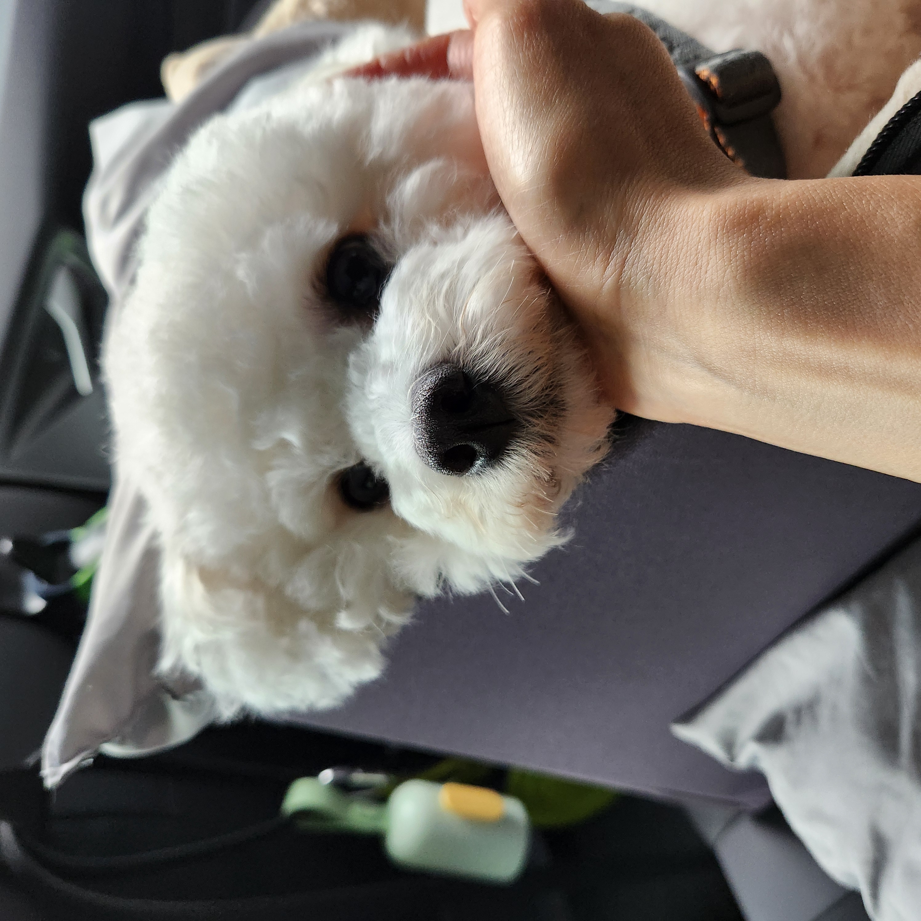 파피(구 양말이) 입양 1년 후기
