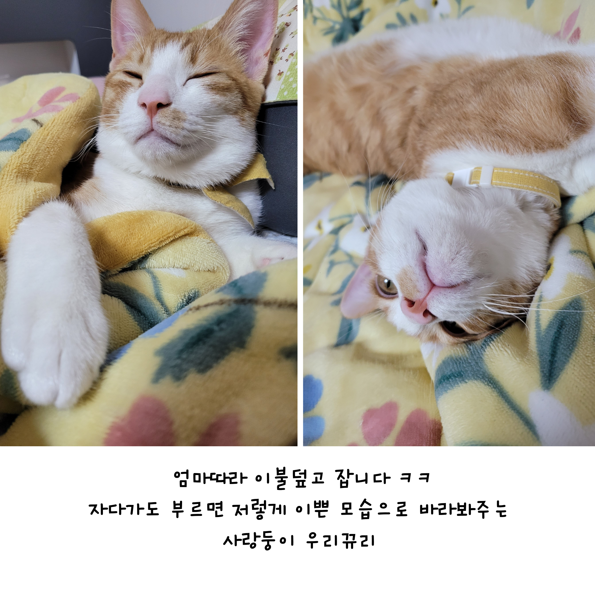 우리뀨리 이만큼 컸어요