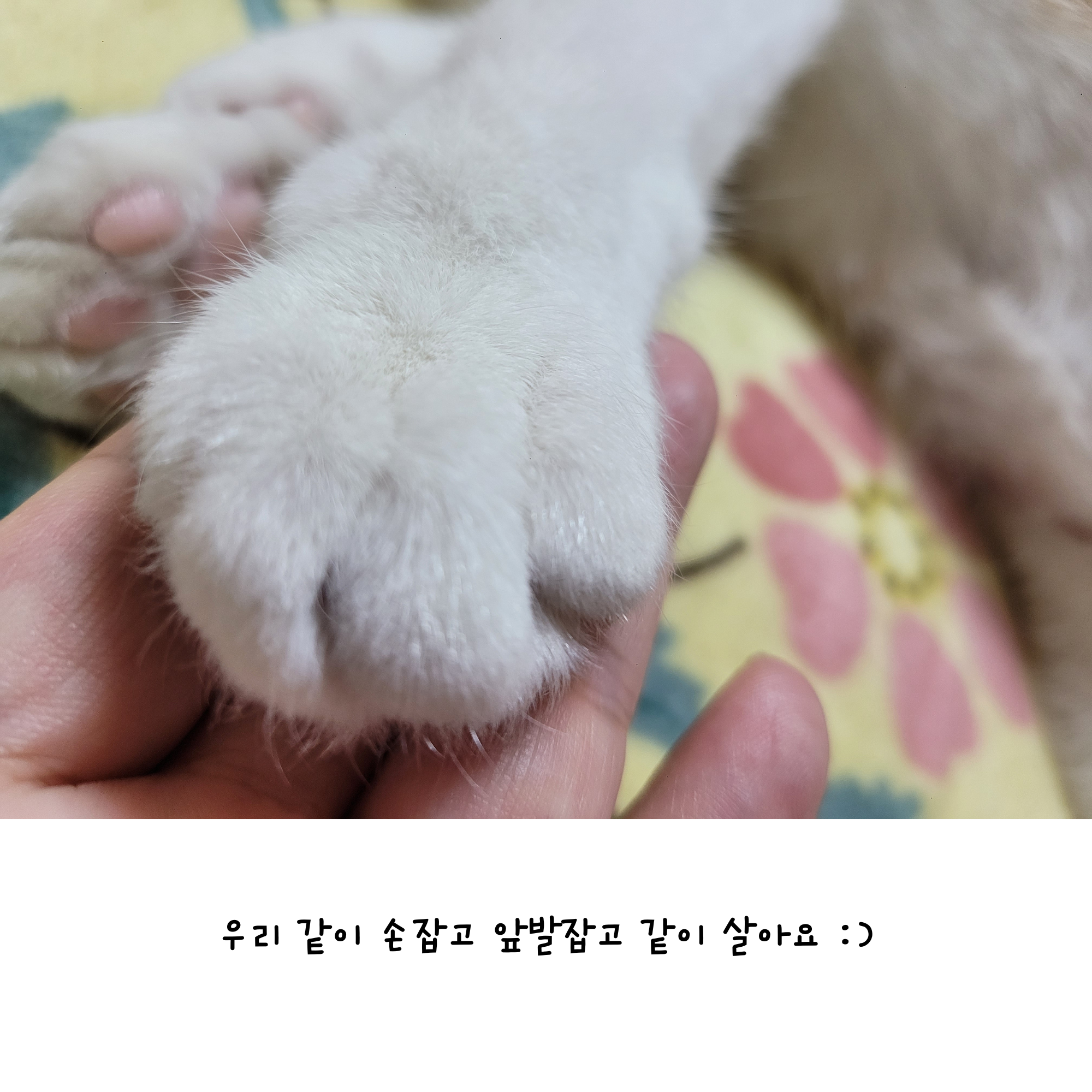 우리뀨리 이만큼 컸어요