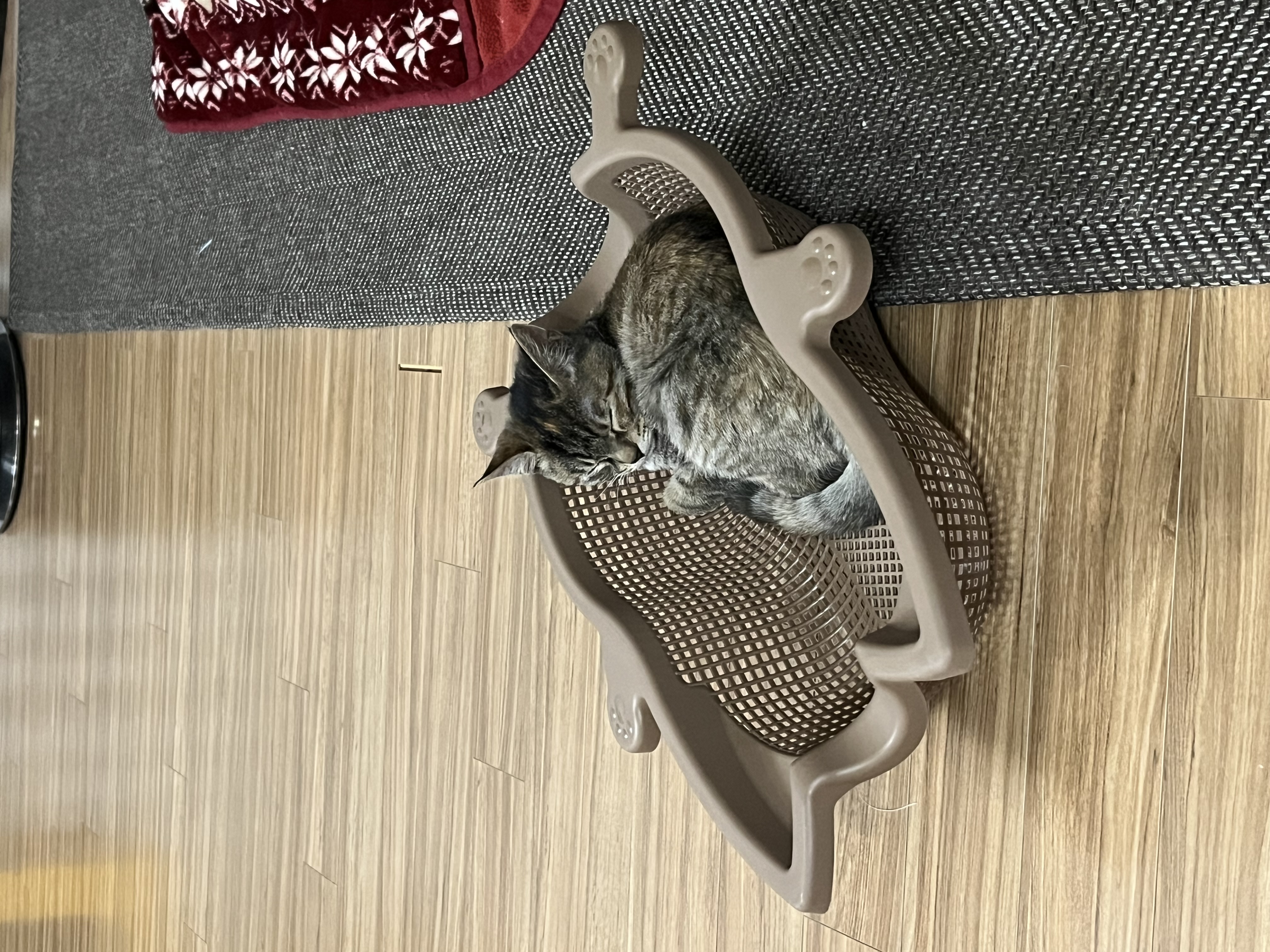 윤조가 된 고란이의 일주일 육아 이야기