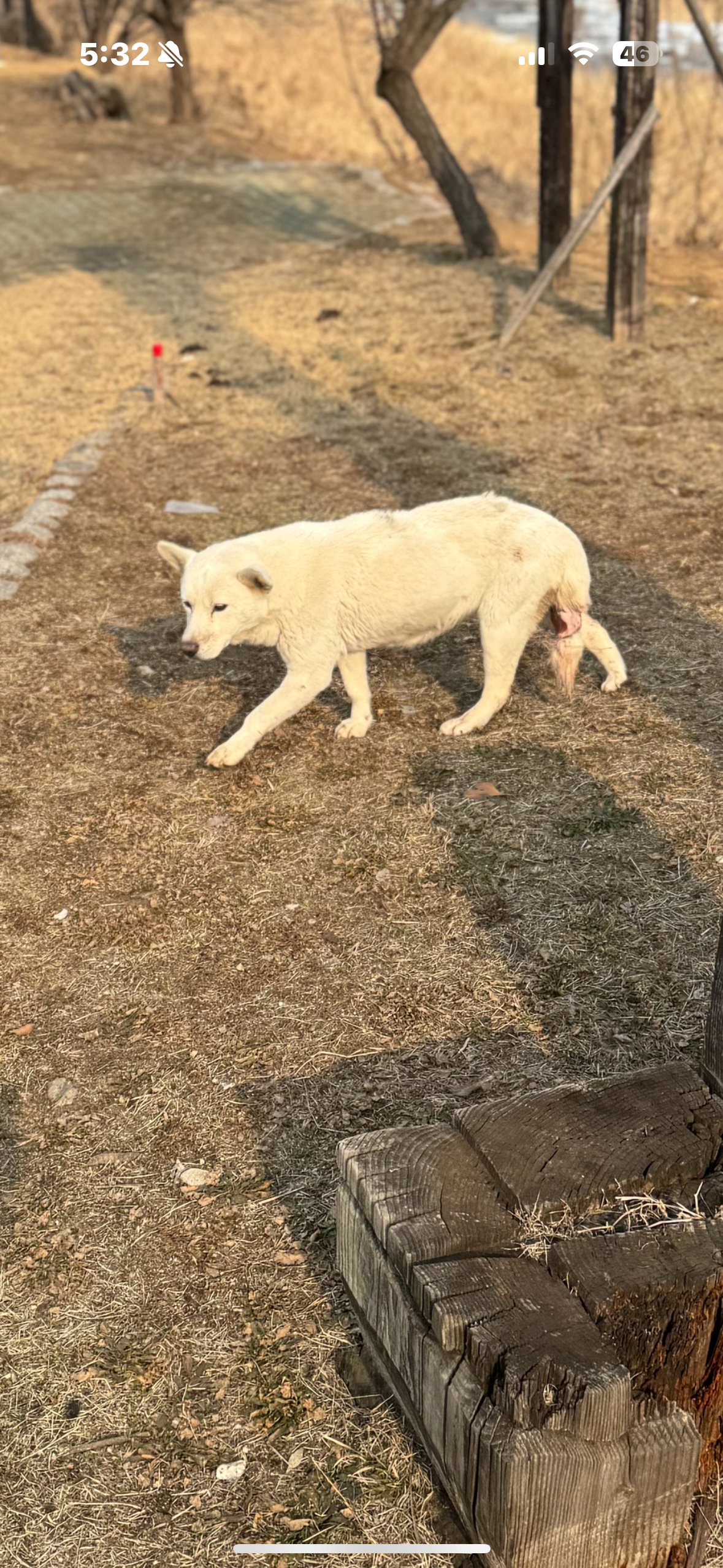 백구의 꼬리가 잘려나갈 위기에 처했습니다….