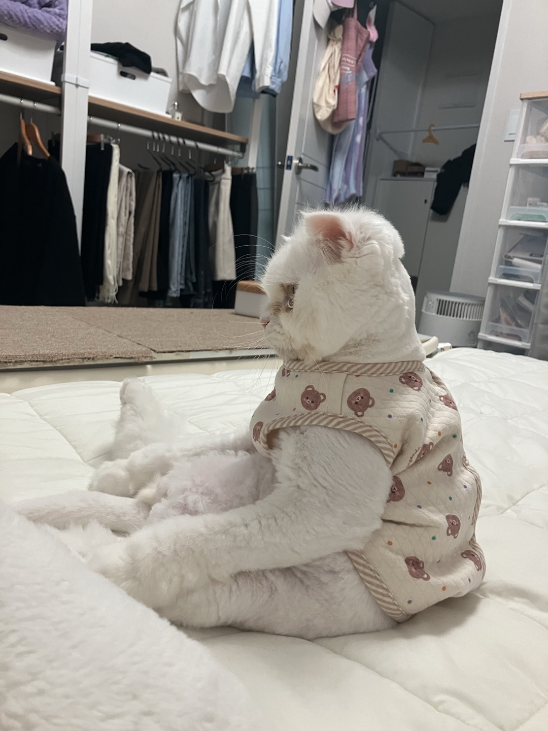 샤브(퉁퉁이)의 3개월