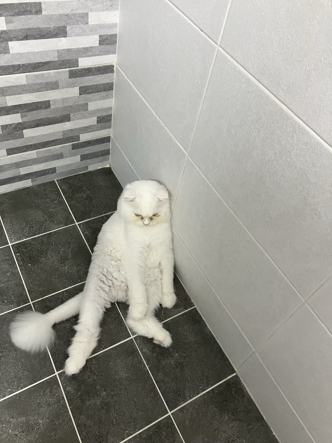 샤브(퉁퉁이)의 3개월