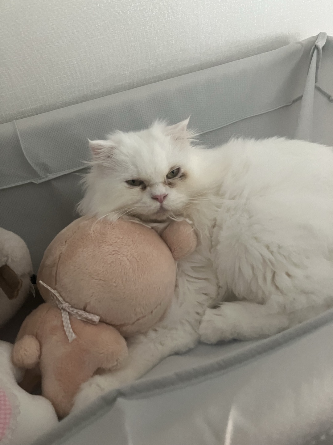샤브(퉁퉁이)의 3개월