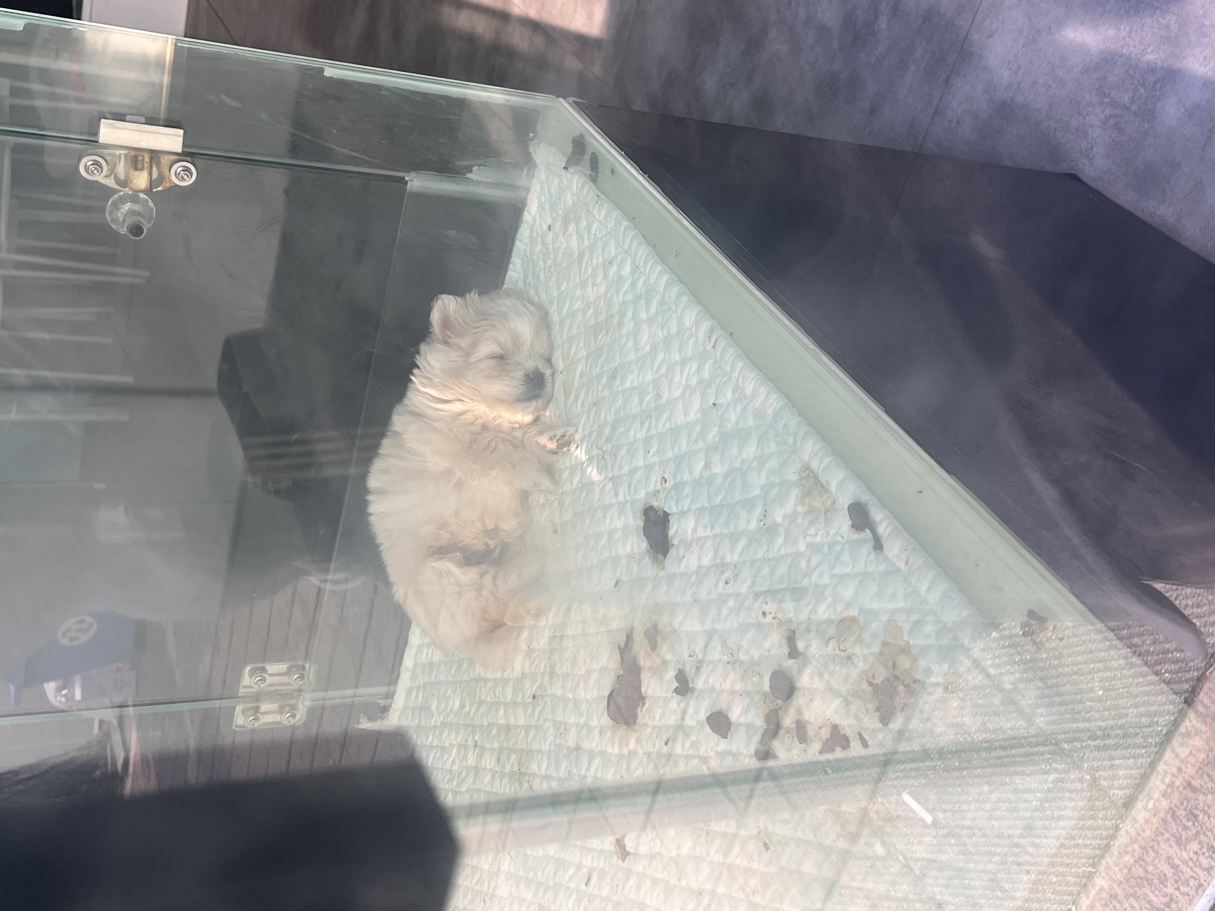 방치된 강아지 펫숍