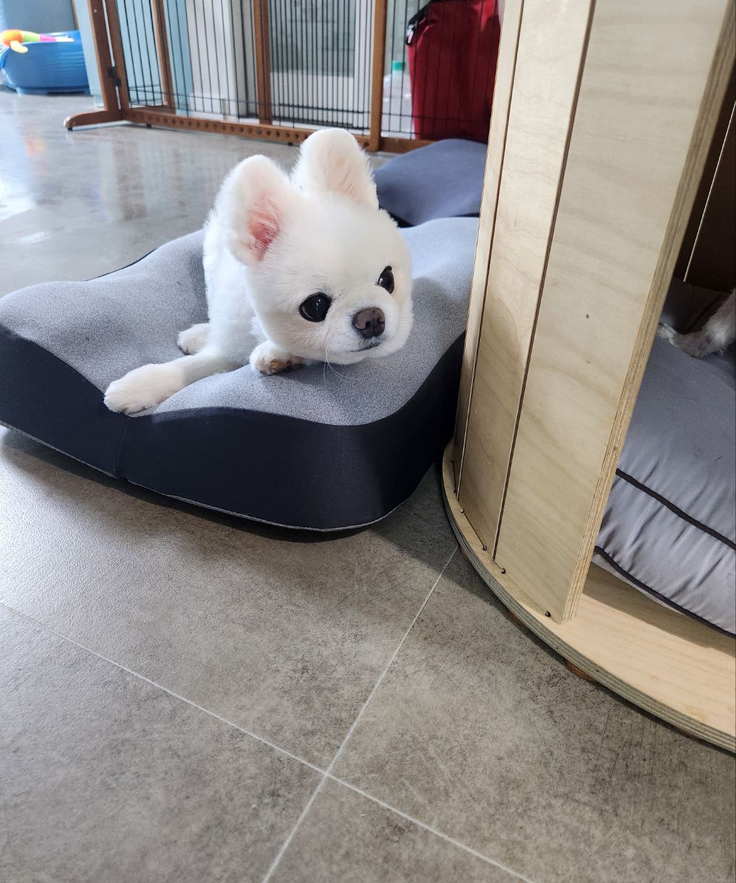 설이 소식 알려드립니다. ㅠㅠ