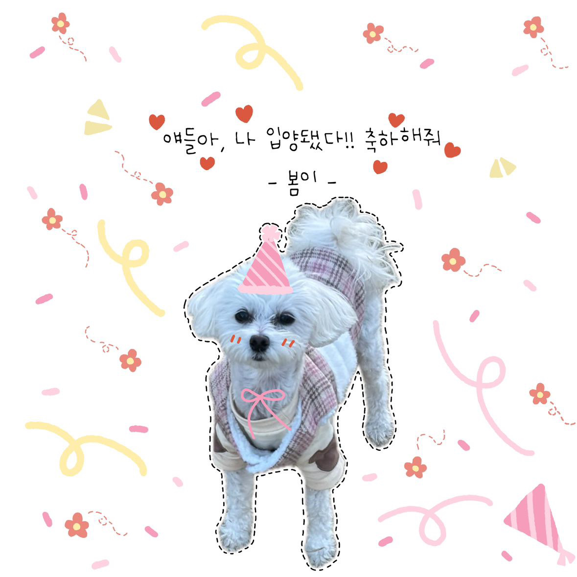 윤봄(애찌) 입양 후기입니다.