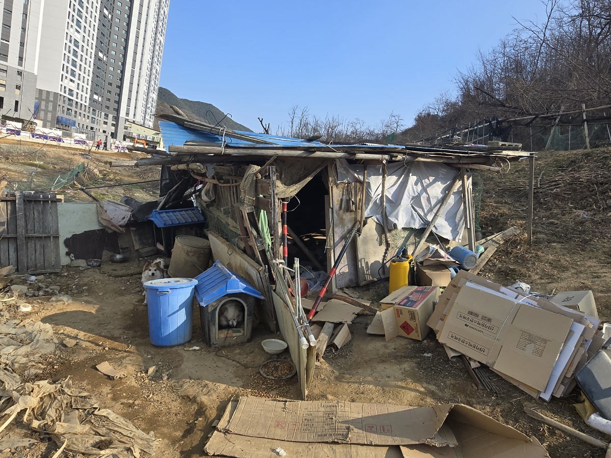 구미에 애니멀호더인 아주머니로 부터 강아지들 구해주세요.