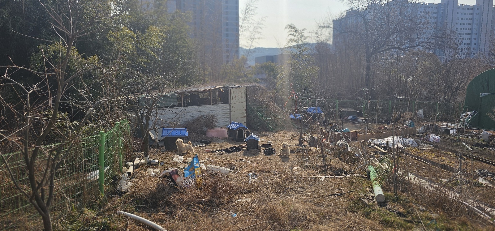 구미에 애니멀호더인 아주머니로 부터 강아지들 구해주세요.