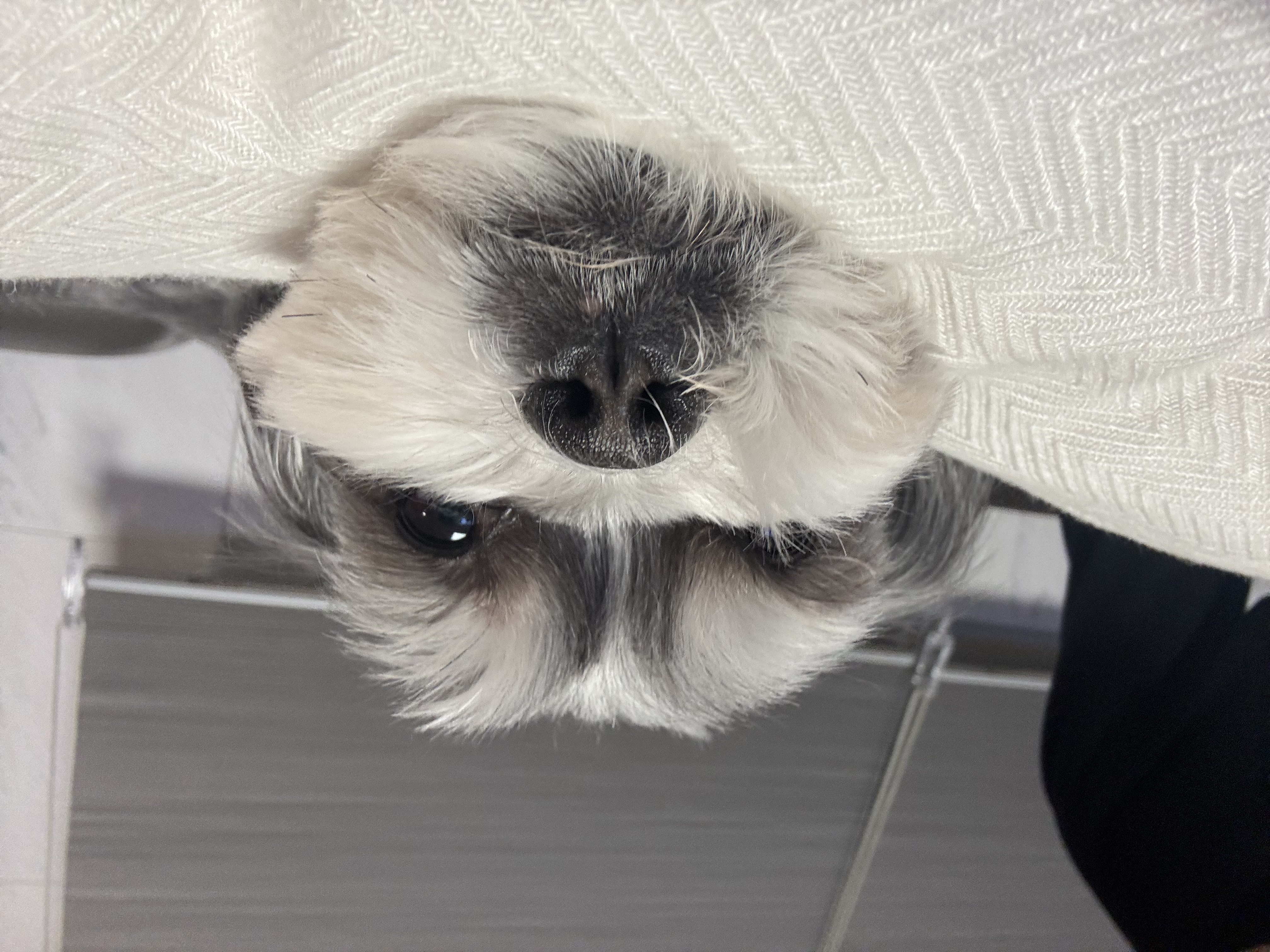 순심이(삼공이) 입양 2년 근황