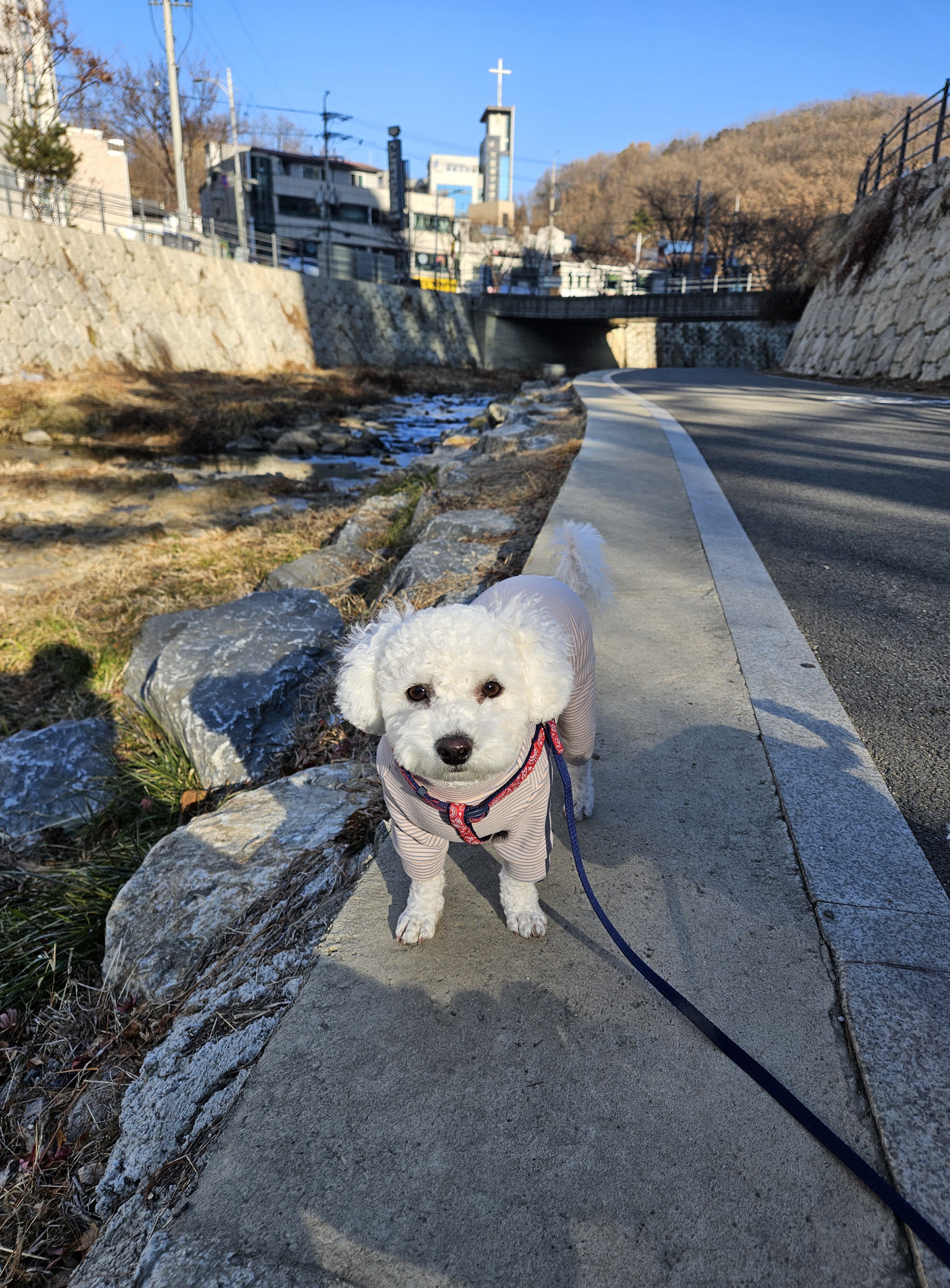 샤넬,볼보