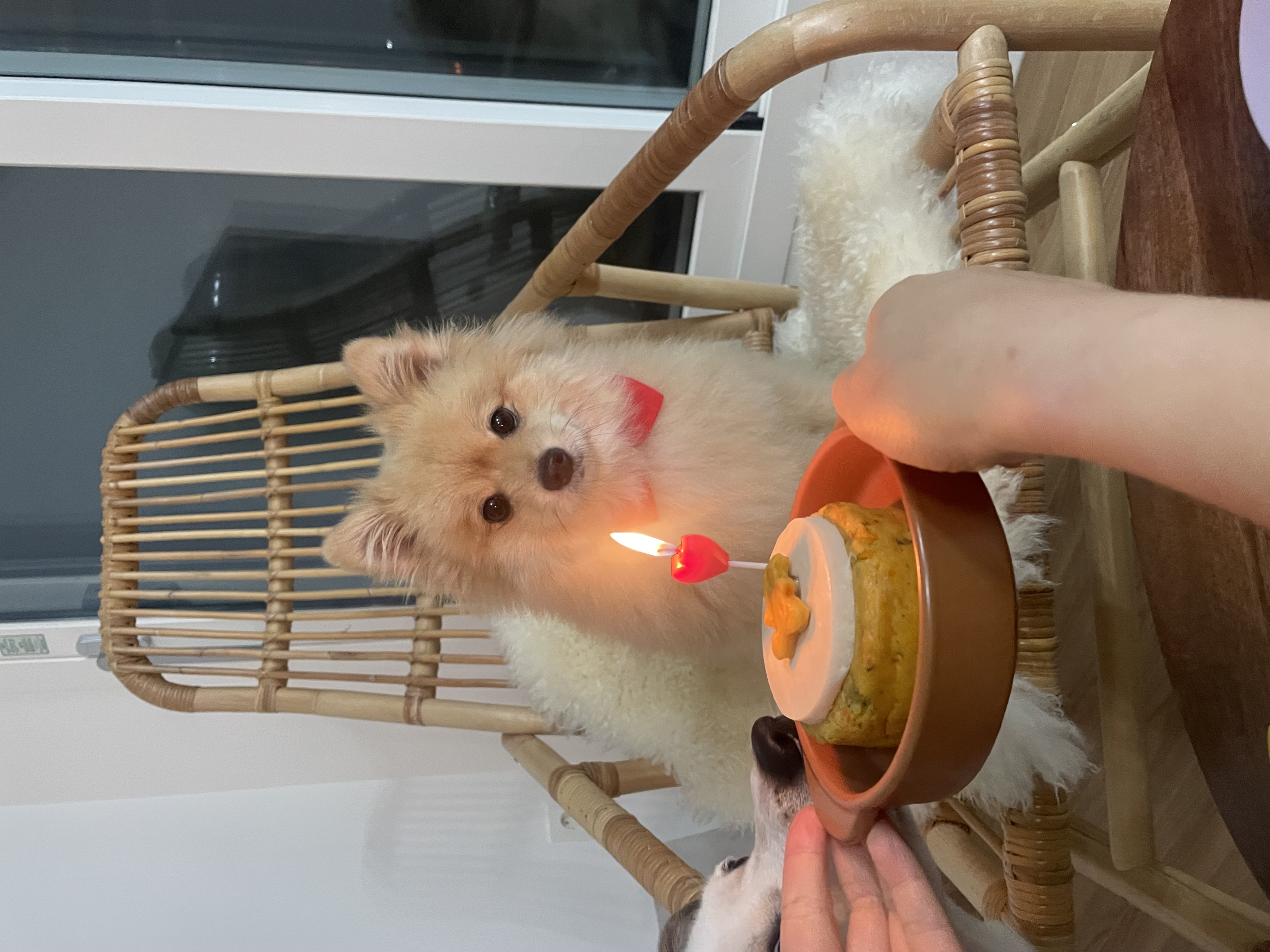 당이근이 (도도,그삼이) 소식입니다