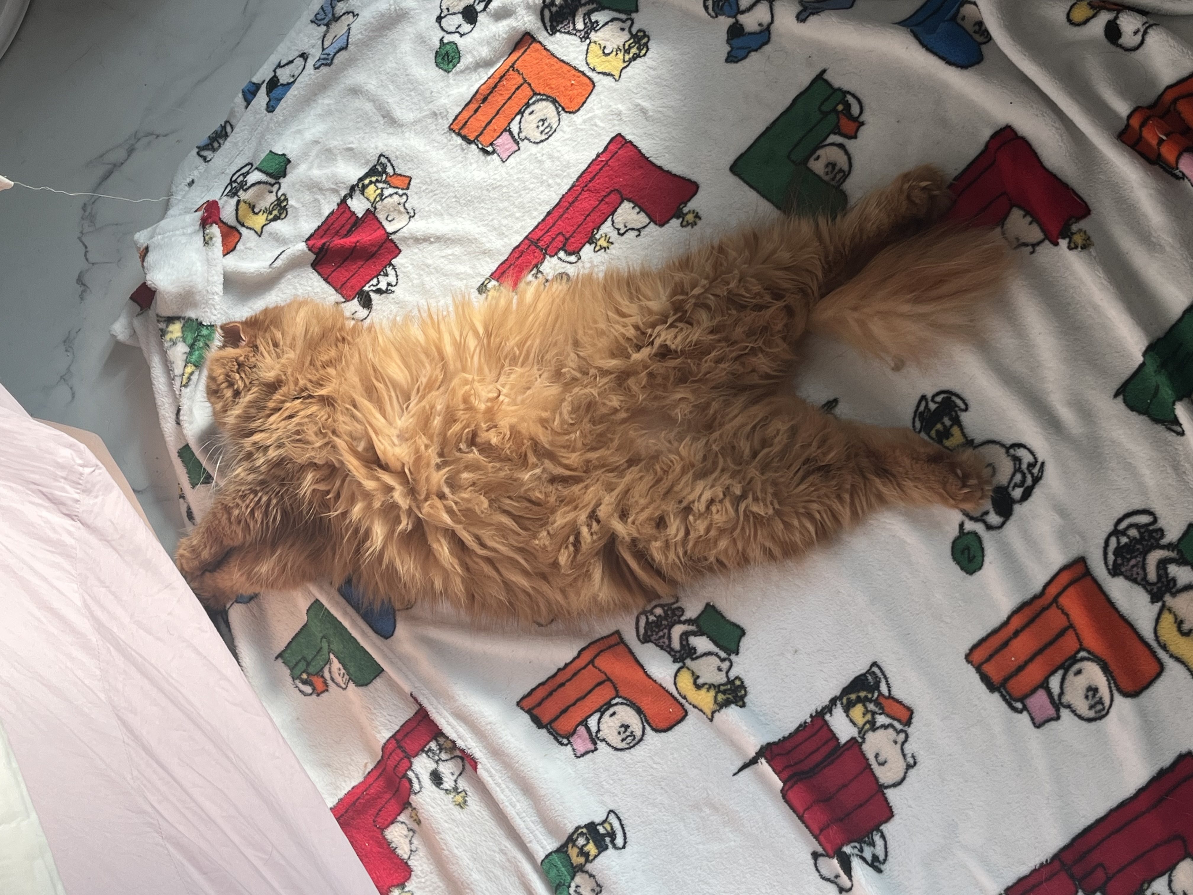 돌고 ‘도라’ 온 만큼 잘 살구 있어요💖