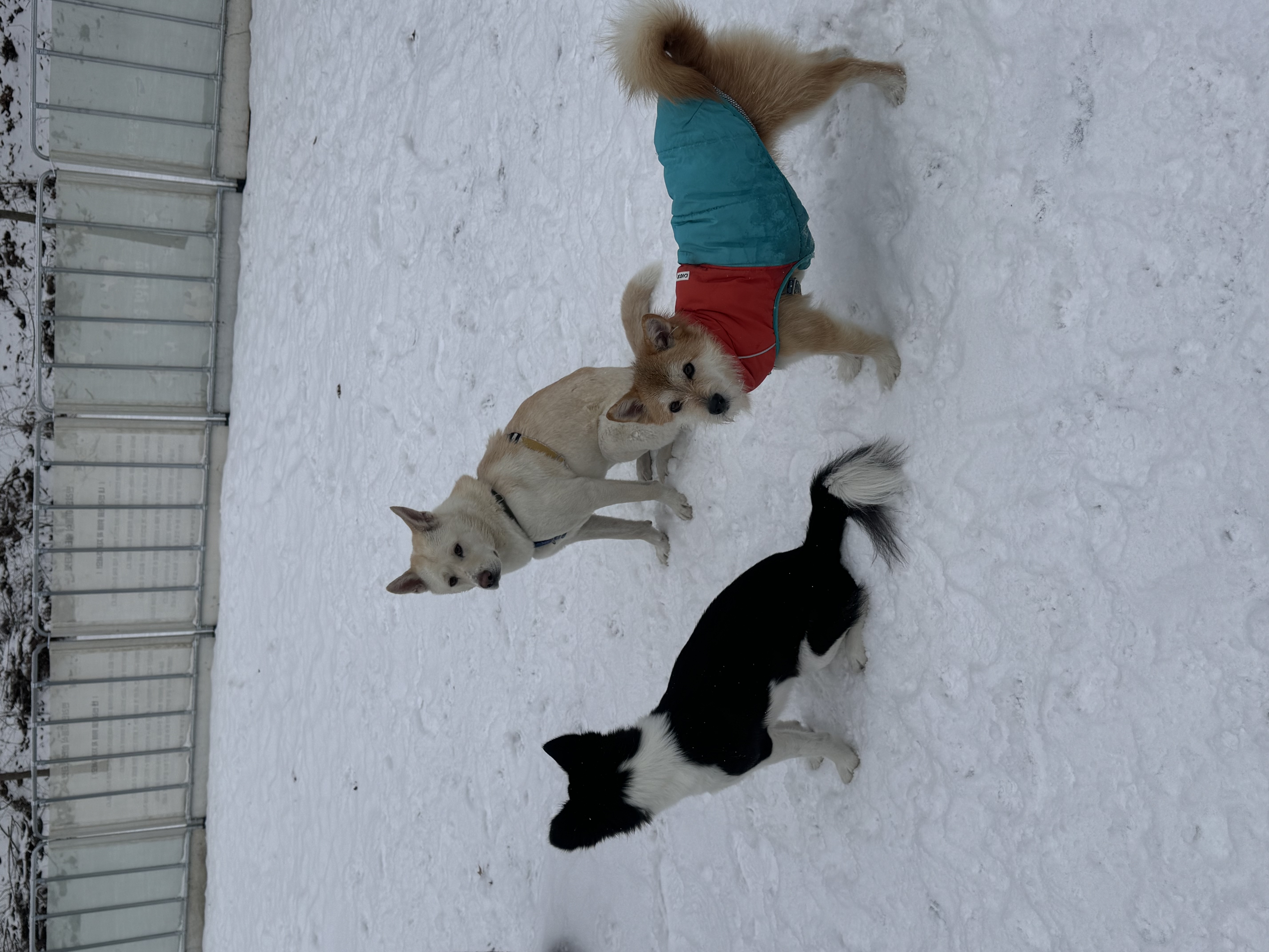 보들이의 겨울