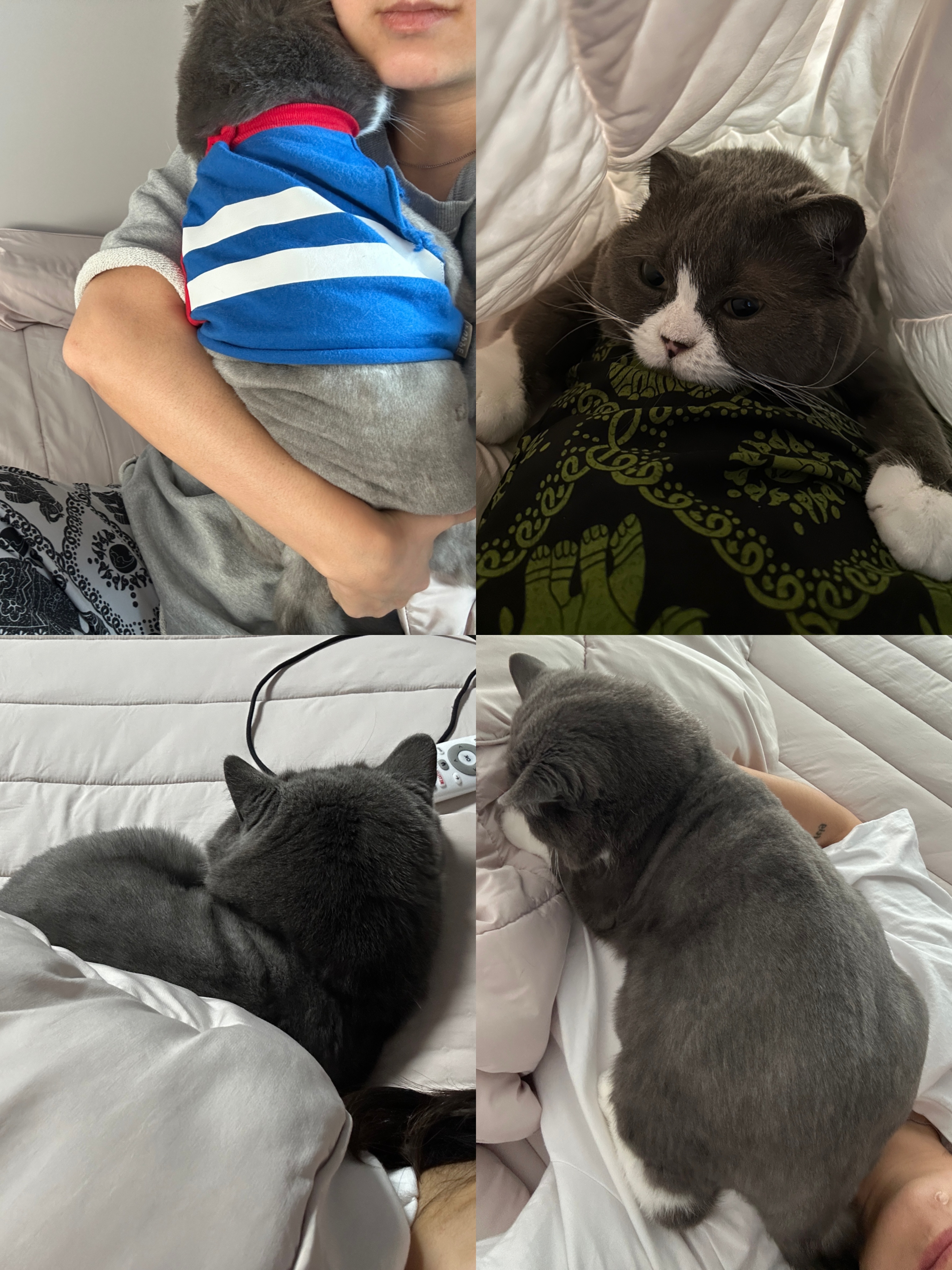 주몽 (구 건우) 정식 입양 6개월 됐습니다 :-)