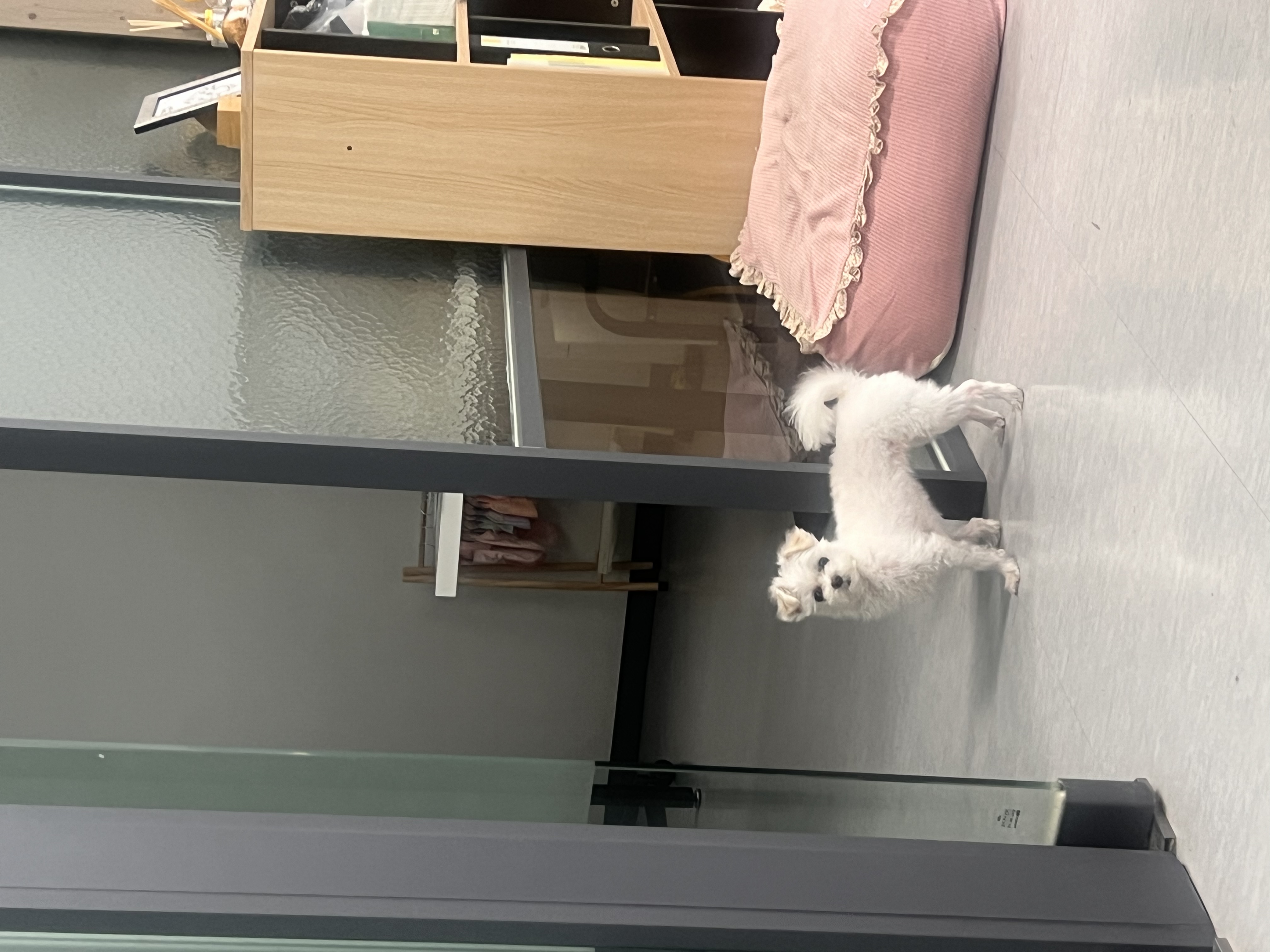 삼원이(다비) 입양한지 2년이 넘었네요!