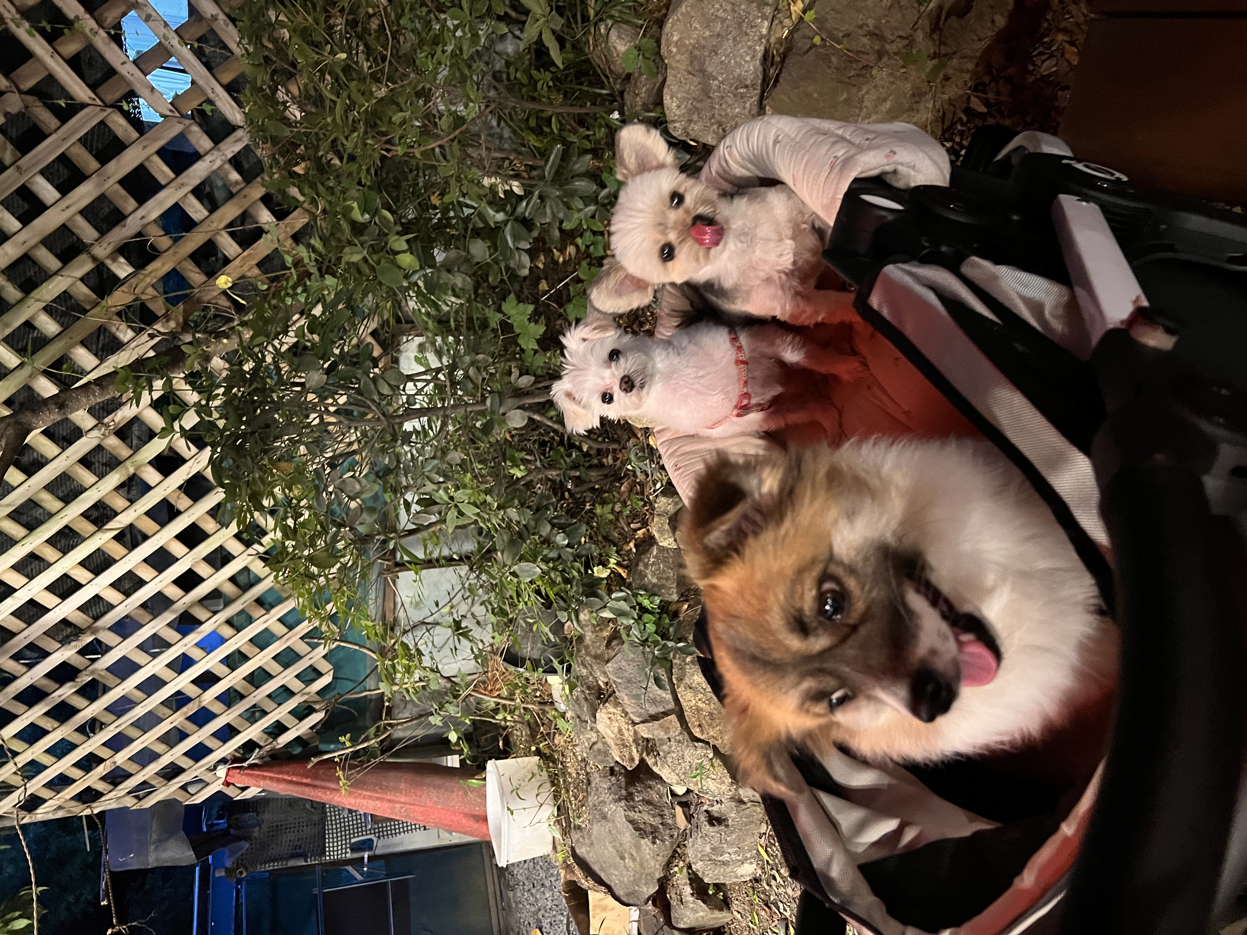 삼원이(다비) 입양한지 2년이 넘었네요!