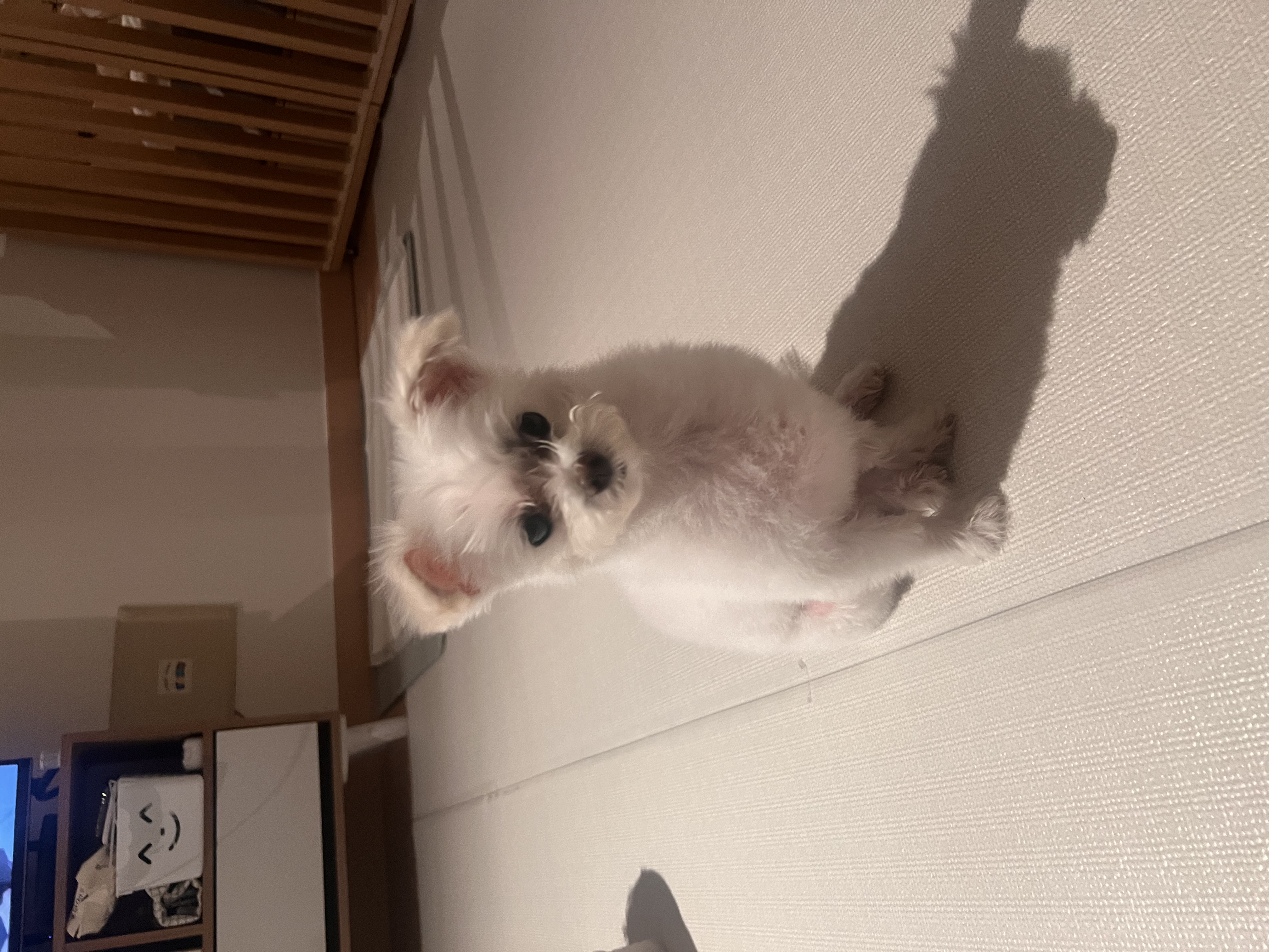삼원이(다비) 입양한지 2년이 넘었네요!
