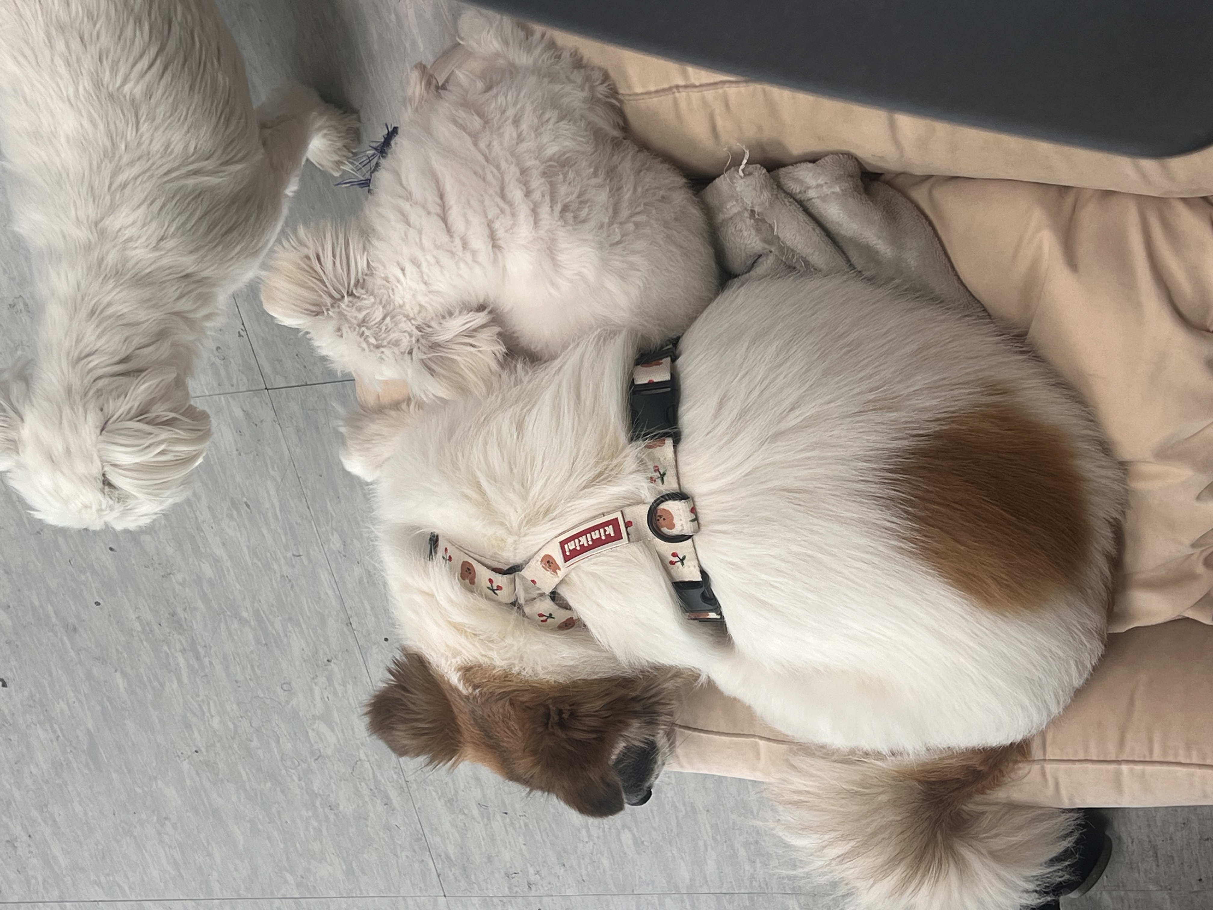삼원이(다비) 입양한지 2년이 넘었네요!