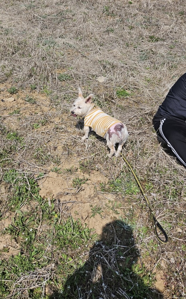 뽀솜이 입양 5년 후 이야기