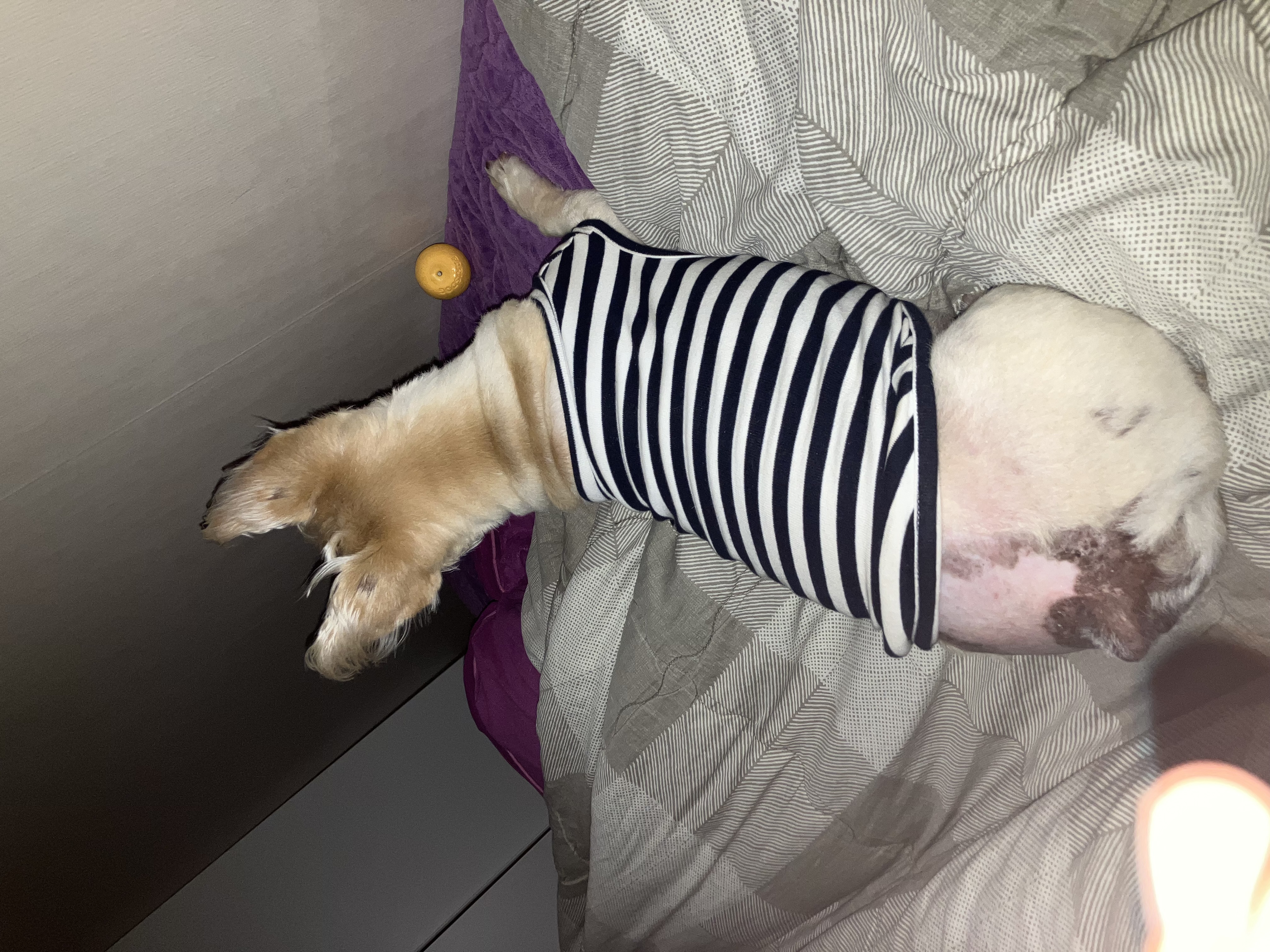 뽀솜이 입양 5년 후 이야기