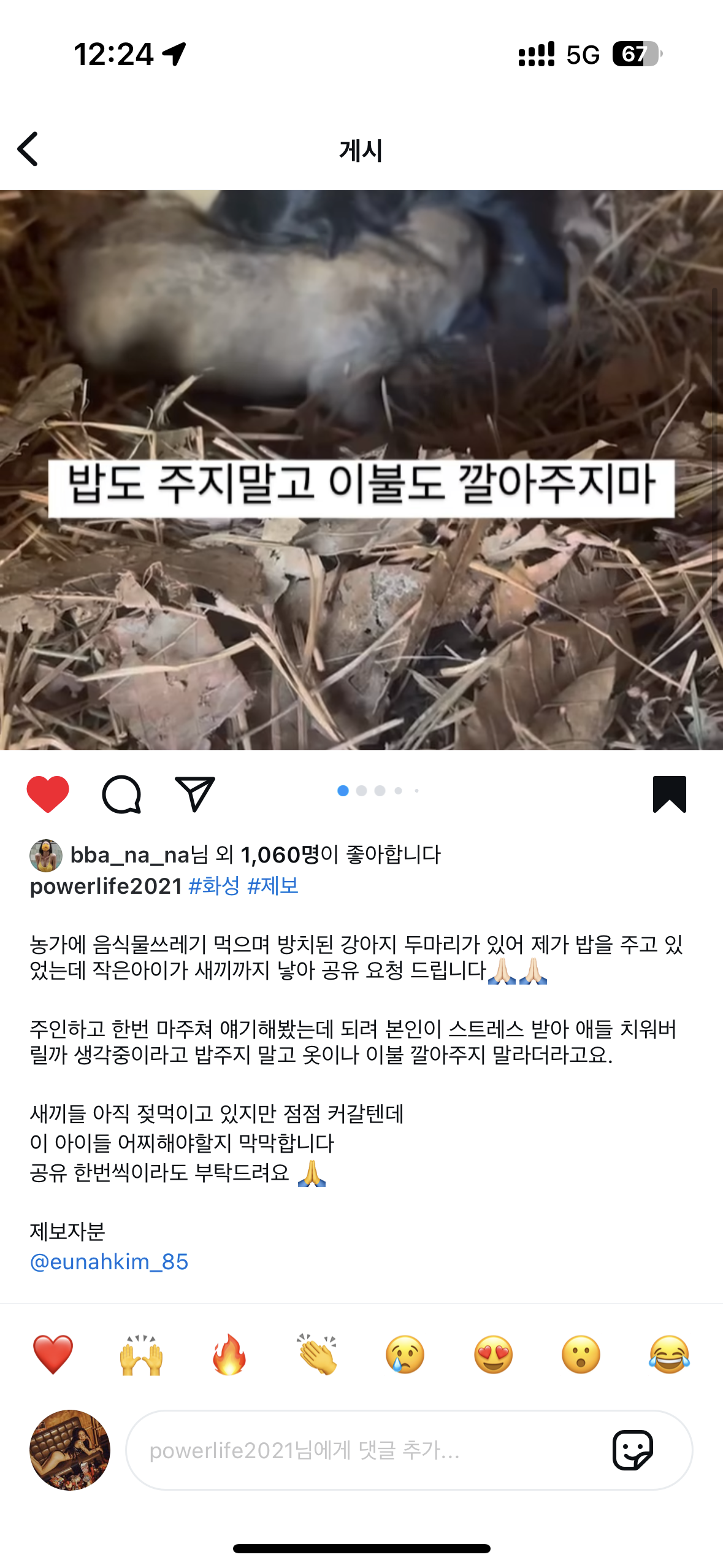 응급입니다 화성 방치견인데 새끼도 낳았어요