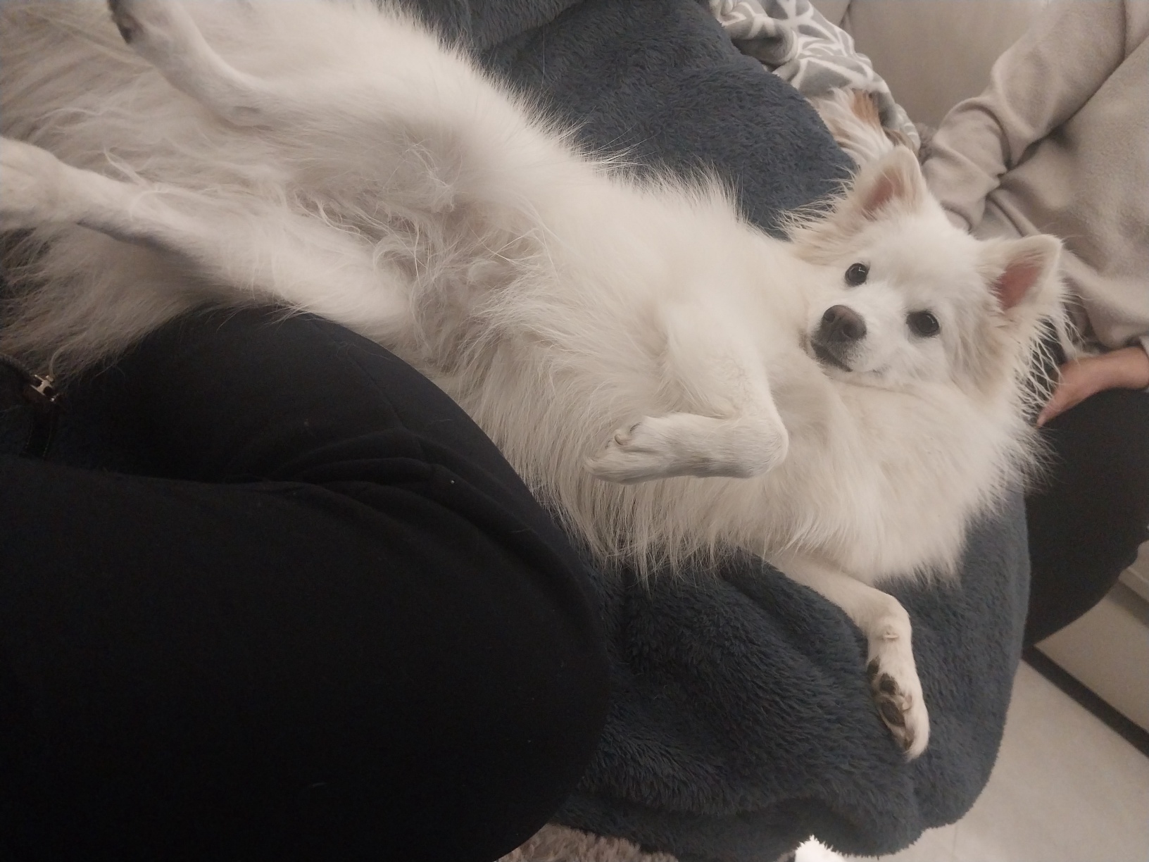 하니 ( 꼬야) 가 이렇게 많이 컸어요