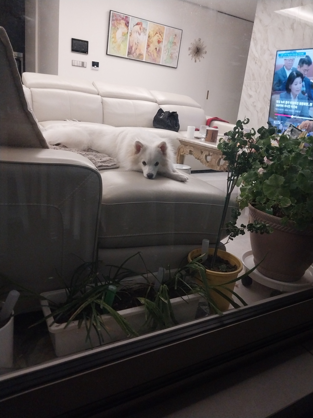 하니 ( 꼬야) 가 이렇게 많이 컸어요
