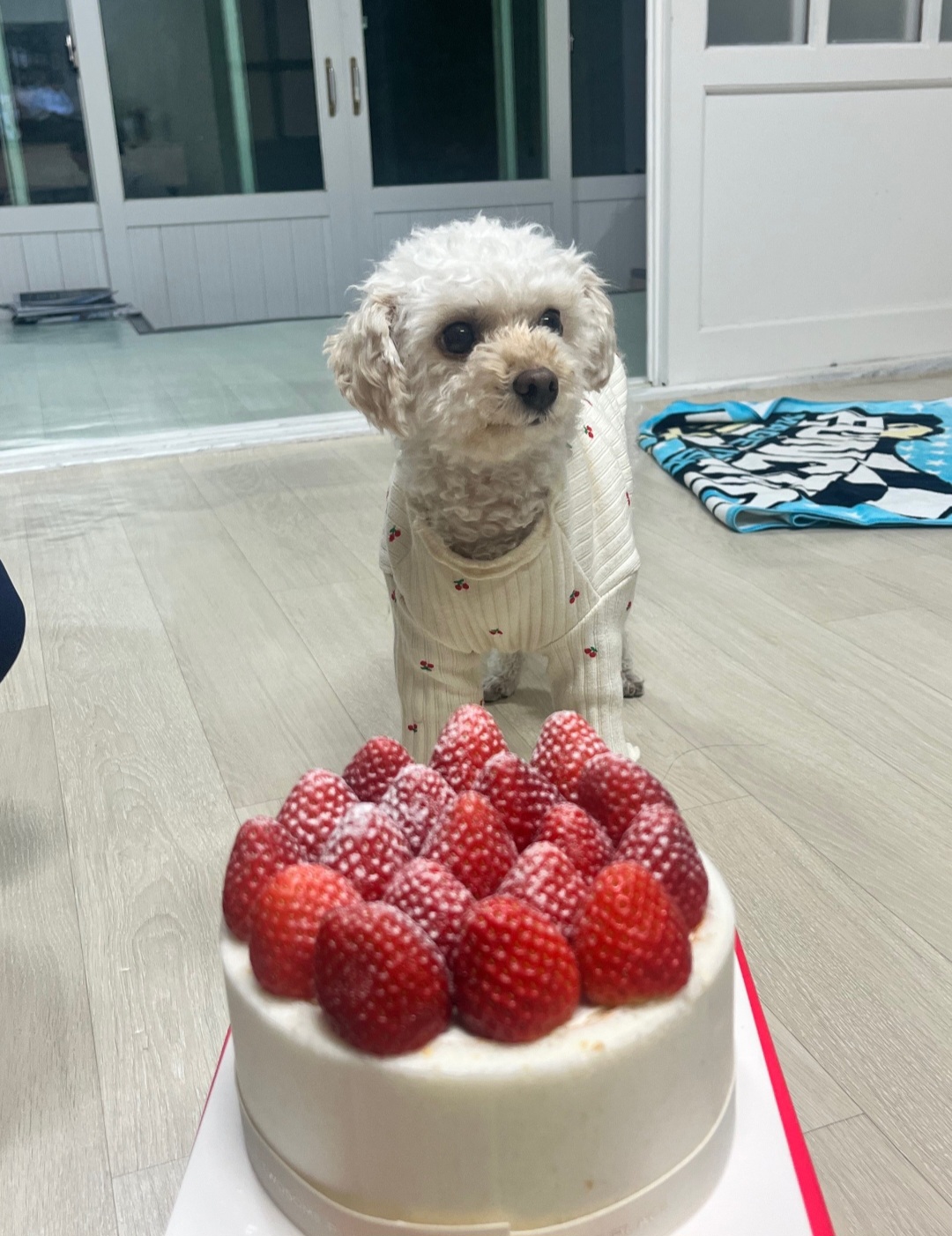 양누 입양기념으로 올려요:)