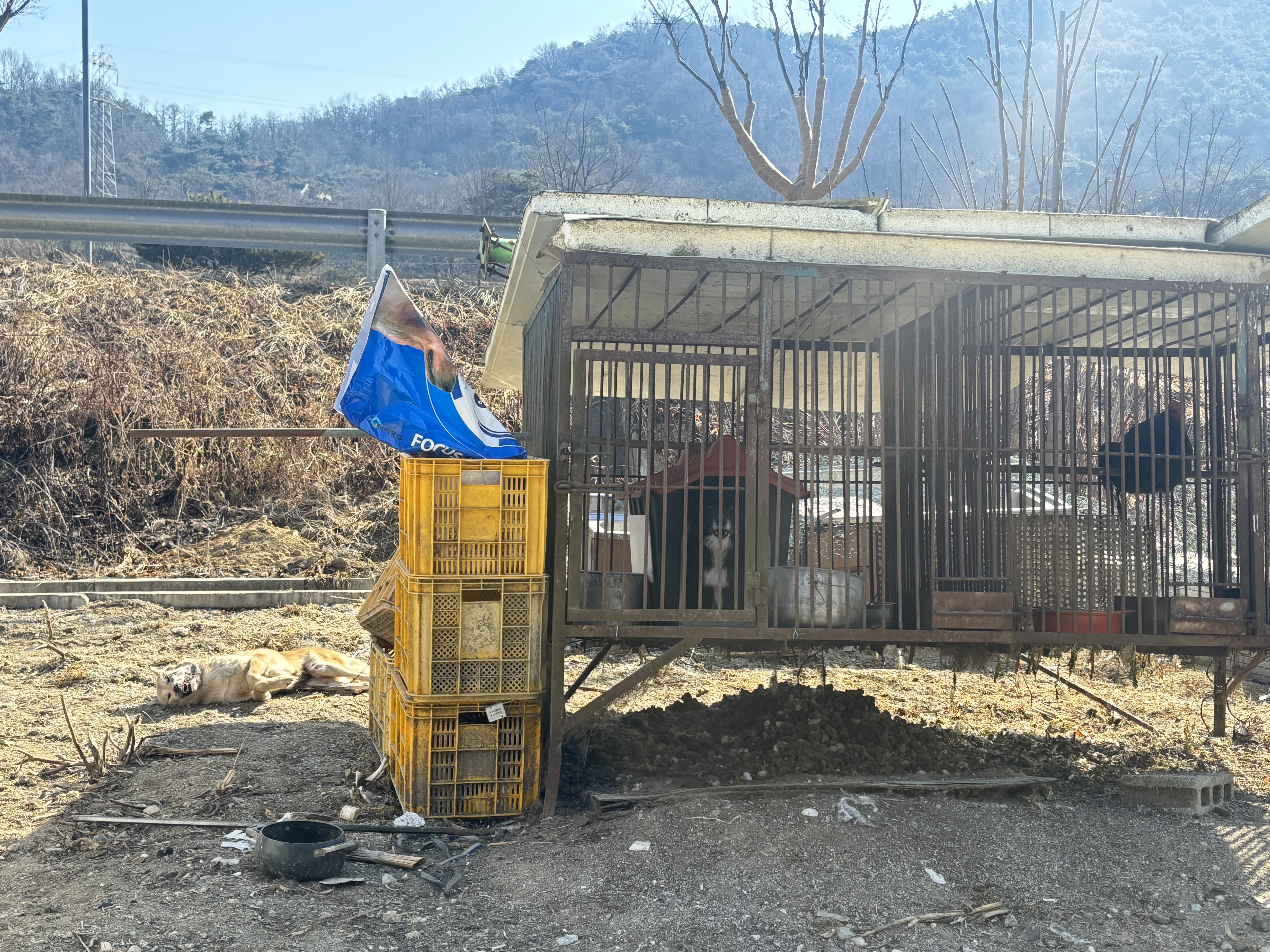 죽은강아지 옆에 방치된 강아지들  살려주세요