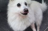 [Animal Home Essay]동물보호소에선 동지가 필요합니다.
