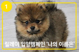 '나의 이름은' 릴레이 입양캠페인 ① 곰돌이 인형같이 귀여운 포-11