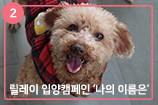 '나의 이름은' 릴레이 입양캠페인 ② 미소천사 배추