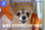 '나의 이름은' 릴레이 입양캠페인 ③ 순하고 착한 모견 포-6