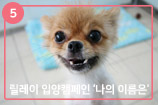 '나의 이름은' 릴레이 입양캠페인 ⑤ 긍정 에너자이저 포-1