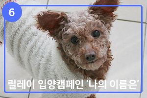 '나의 이름은' 릴레이 입양캠페인 ⑥ 사랑둥이 영심이