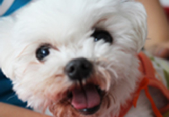 꽃할배 차돌이