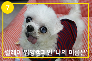 '나의 이름은' 릴레이 입양캠페인 ⑦ 작지만 당찬 금동이