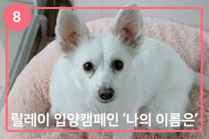 '나의 이름은' 릴레이 입양캠페인 ⑧ 부끄럼쟁이 앵두