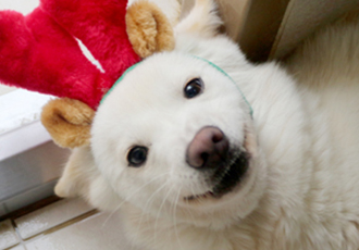 해피 메리 크리스마스 :D