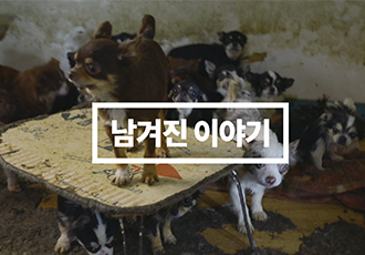 [온라인 입양 캠페인 영상] 오물 가득한 곳에 방치되었던 동물들의 이야기
